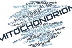 mitochondrial function